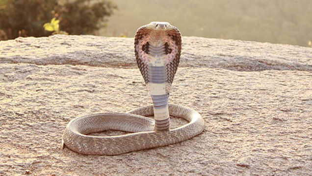 Illustration for article titled 7 Of The World’s Deadliest Snakes Who Would Be No Match For My Lawn Mower